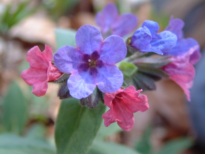 Pulmonaria officinalis / Polmonaria